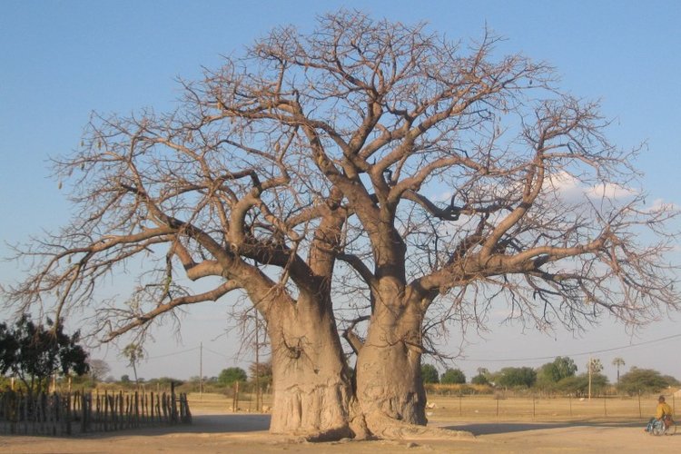 iso puu Afrikassa